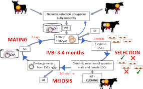 Maybe you would like to learn more about one of these? Pdf In Vitro Breeding Application Of Embryonic Stem Cells To Animal Production Semantic Scholar
