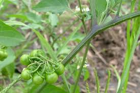 Image result for Solanum supinum
