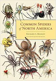 Amazon Com Common Spiders Of North America 9780520274884