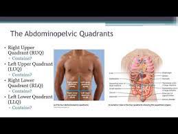 The artist's guide to the dynamics of figure drawing. 05 Introduction To Human Anatomy Abdominolpelvic Regions And Quadrants Video Youtube