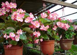 Portulaca atau krokot atau kembang pukul sembilan, tanaman gantung yang mudah perawatannya. Tanaman Hias Gantung Berbunga Bibitbunga Com