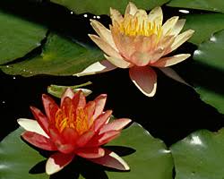 Image result for Nymphaea divaricata