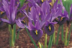 Cottage garden style is all about soft lines, heirloom varieties, and unstructured flower beds. Top 10 Winter Bloomers For Your Flower Garden Birds And Blooms