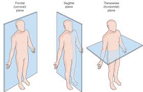 Human Anatomy Planes Www Anatomynote Com Human Anatomy Medical Anatomy Human Anatomy And Physiology