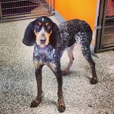 Black And Tan Coonhound For Sale In Sc Instagram Photo By Schylerfox Schyler Fox Via Iconosquare Blue Tick Hound Puppy Bluetick Coonhound Hound Puppies