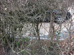 Trying to kill it off in the hedge itself will only result in some alive and some dead. How Can I Rejuvenate A Privet And Hawthorn Hedge Gardening Landscaping Stack Exchange