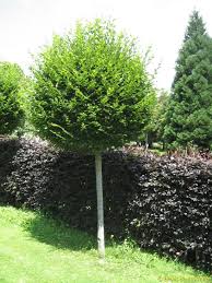 Schweizer Versand Baumschule In 2020 Bepflanzung Baume Garten Pflanzen