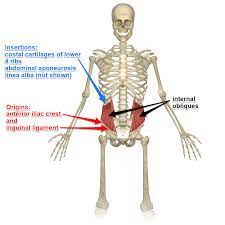 The Internal And External Oblique Muscles Muscle Anatomy Muscle Abdominal Muscles Anatomy