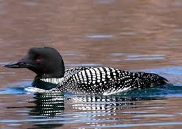 Bird That Sounds Like A Car Alarm Canada Common Loon Untied States Common Loon Loon Loon Tattoo