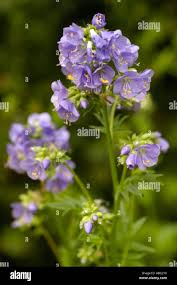 Image result for Polemoniaceae