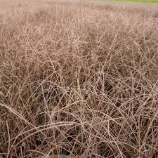 Image result for Carex brassii