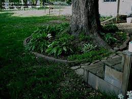 Beginner Landscaping Teko Picture Pine Tree Roots Landscaping Around Trees Fast Growing Shade Trees Backyard Landscaping