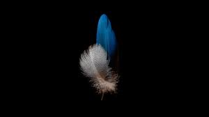 Support us by sharing the content, upvoting wallpapers on the page or sending your own background pictures. Download 1366x768 Wallpaper Amoled Bird Features Dark Tablet Laptop 1366x768 Hd Image Background 25196