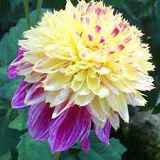 Pin On Flowers Plants
