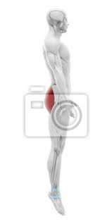 Its main function is to store and break down the foods and liquids that we consume before those. Gluteus Maximus Muscles Anatomy Map Leinwandbilder Bilder Knorpel Lateralen Sehne Myloview De