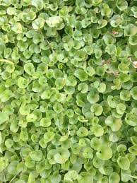 Image result for Dichondra micrantha