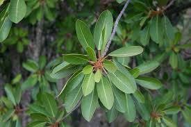 Image result for Ficus burkei
