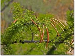 Image result for Acacia quiterajoensis