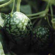 Image result for Zehneria scabra