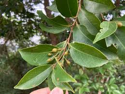 Image result for Scolopia