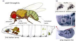 How Does A Caterpillar Turn Into A Butterfly Scientific American