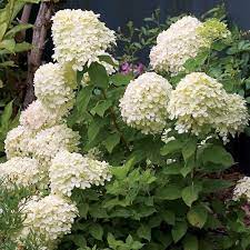Little Lime Hydrangea Planting Hydrangeas Hardy Hydrangea Panicle Hydrangea