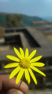 Yellow Flower 4k Ultra Hd Mobile Wallpaper Yellow Wallpaper Yellow Flowers Mobile Wallpaper