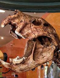 Thylacoleo Carnifex Pouch Lion Is An Extinct Genus Of Carnivorous Marsupials That Lived In Austra Prehistoric Creatures Prehistoric Animals Extinct Animals