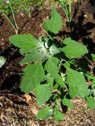 le chenopode comme aliment veg et cru planting flowers succulents edible plants