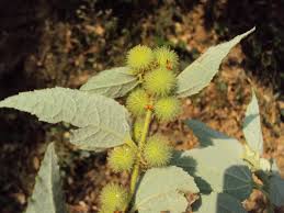 Image result for Triumfetta pilosa