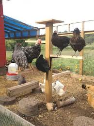 10 Trucs A Ajouter A Votre Poulailler Pour Rendre Vos Poules Heureuses Elles Vont Adorer Poulailler Jardin Poulailler Elever Des Poules