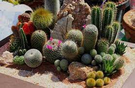 Cacti live in the desert, so you may be tempted to. Cactus Care Guide Watering Sunlight Soil And More