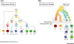 Employee work schedule template pdf / employee sch. Epigenetic Regulators As The Gatekeepers Of Hematopoiesis Trends In Genetics