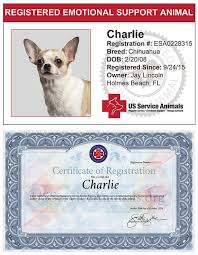 Make your pet an emotional support animal today with certapet. Emotional Support Animal Registration Emotional Support Animal Emotional Support Dog Support Animal