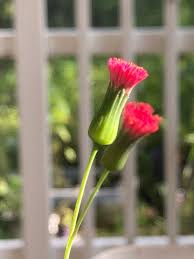 Image result for Emilia violacea