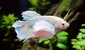 Also keep in mind that bettas tend to be very territorial and can become quite aggressive to tankmates, especially to those with. My Very Own Rainbow Unicorn Bettafish