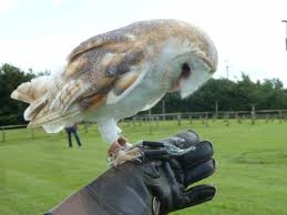 YARAK ile ilgili görsel sonucu