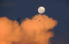 I think some of the confusion might. Quelle Est La Signification Des Oiseaux Qui Chantent La Nuit Esprit Spiritualite Metaphysiques