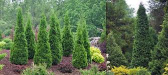 Thuja Ocidentalis Northpole Hardy To Zone 3 Arborvitae Landscaping Arborvitae Landscaping Plants
