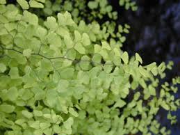 Image result for Adiantum capillus-veneris