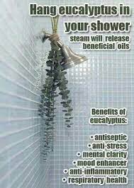 Fresh Eucalyptus Shower Therapeutic Aromatherapy Shower Eucalyptus Health Natural Therapy Ulcers