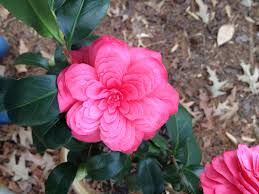 Camellia Japonica Rosea Plena A Formal Double Ancient Variety Flower Decorations Camellia Flowers