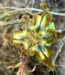 Image result for Ferraria glutinosa