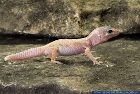 Check spelling or type a new query. Eublepharis Macularius Leukistisch Alias Leopard Gecko Leucistic Hippocampus Bildarchiv