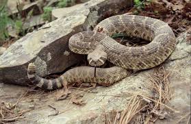Green snakes with lethal venom include the african green mamba, palm pit viper, green parrot the only u.s. S S S Snakes In Arkansas Only In Arkansas