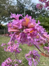 Image result for Handroanthus sp. near impetiginosus