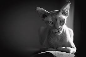 The sphynx cat, or simply sphynx, is a breed of cat known for its lack of fur.hairlessness in cats is a naturally occurring genetic mutation, and the sphynx was developed through selective breeding of these animals, starting in the 1960s. Sphynx Cat Resting By Ulf Bjolin