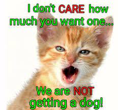 In My House The Cat Calls The Shots Cat And Dog Memes Cat Call Cat Noises