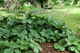 Full shade plants and shade tolerant flowers brighten up those dark spots in the woodland garden. Perennials Tolerant Of Moist To Wet Soil Beyond Impatiens And Petunias U Of I Extension