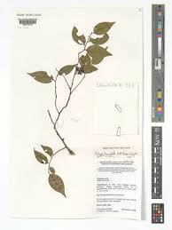 Image result for Warneckea sp.